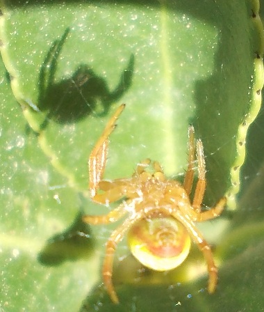 Araniella sp. - Benevento